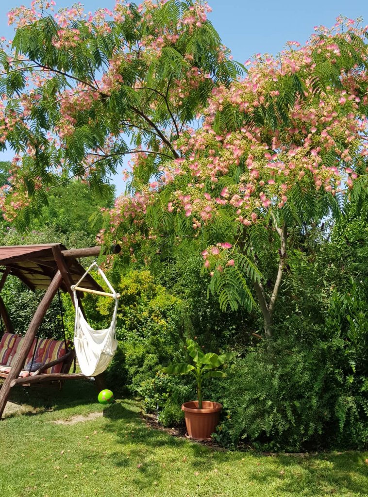 Daróczi-Dajka Hajnalka kertje 04